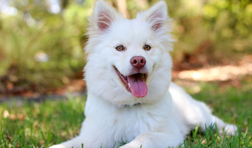 The Ultimate Guide to American Eskimo Dog Puppy Care: Nutrition and Development Tips